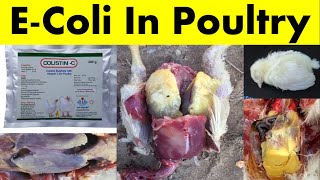 E Coli in Poultry  Escherichia coli  Treatment of Ecoli  Ecoli Symptoms amp Prevention in Poultry [upl. by Jonell]