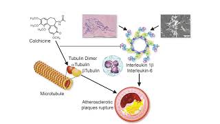 Colchicine [upl. by Felike27]
