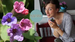 LUNGWORT Pulmonariahow to growpartial shade perennialslandscape perennialclump division [upl. by Airahcaz]