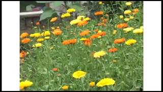 Souci  Calendule Calendula officinalis [upl. by Eppes]