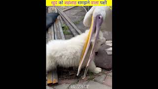 The pelican bird thinks of itself as its own father 😮 shorts viral viralvideo [upl. by Enilesor]