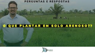 Qual capim plantar em solos arenosos [upl. by Uella]