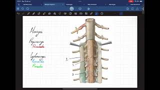 Médula espinal configuración externa e interna [upl. by Loutitia]