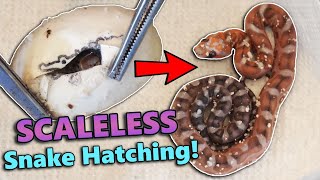 We Hatched a SCALELESS Rat Snake [upl. by Mehalick]