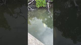 Tarpon Feeding florida floridakeys keywest fishing fish nature wildlife [upl. by Aicined208]