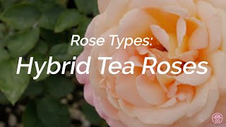 Rose Types What are Hybrid Tea Roses [upl. by Ashok]