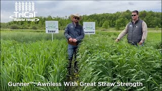 TriCal Gunner™ triticale is a good choice for the Upper Midwest for spring planting [upl. by Jurdi683]