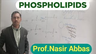 Phospholipids  Structure  Phosphatidylcholine  Ethanolamine  Importance  1st year Biology [upl. by Ellirpa]