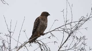 Redshouldered Hawk calling and taking flight Quincy CA 18Feb24 [upl. by Kaule]