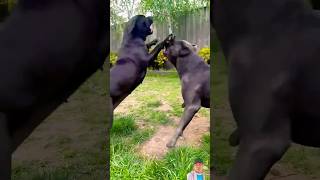 Italian Mastiff playing at garden animals dog youtubeshorts short [upl. by Penni]