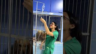 Emergencia veterinaria 🆘pets veterinarias perros veterinarioenaccion [upl. by Nirik]