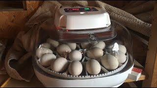 Incubating Eggs From Start to Finish In A Nurture Right 360 [upl. by Atled389]