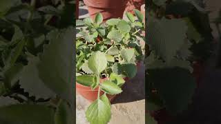 Ajwain ka paudha ajvlogs [upl. by Norahs5]