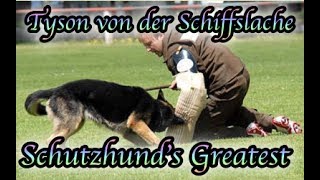 Schutzhunds Greatest Dogs Tyson von der Schiffslache [upl. by Aissat]