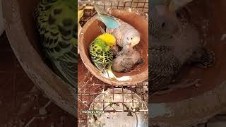 Buggies Chicks buggies birds parrot birdslover lovebirds viralvideo parakeet [upl. by Portugal]