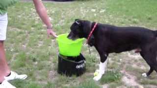 How to teach your dog to play with GoDogGo ball thrower [upl. by Furmark]