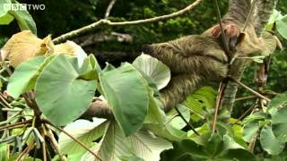 Why Sloths are Weird  Secrets of our Living Planet  Episode 1  BBC Two [upl. by Lapotin633]