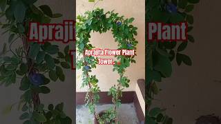 Aprajita flower plant tower  Aprajita Plant  Aprajita tower shorts youtubeshorts gardening [upl. by Ayela]