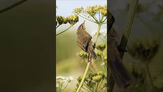 Elusive Chiffchaff provides a delicate moment in nature birds [upl. by Kcireddor]