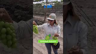 🚫¡Racimos sin pudriciones 🍇Protege la calidad de tu cultivo con BC 1 000 [upl. by Adnilre]