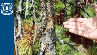 Blister Rust Impacting Whitebark Pines on the Custer Gallatin National Forest [upl. by Boffa]