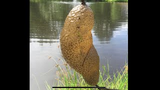 Fresh Water Bryozoans  Pectinatella Magnifica  With Twin Cities Adventures [upl. by Amahcen]