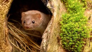 Weasel Cant Wait to Play In Moss 😍🐾  Discover Wildlife  Robert E Fuller [upl. by Roon]