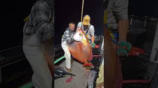 Incredible Fish Discoveries 🐟🌊  You Wont Believe This Catch 🎣 [upl. by Adore]