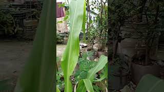 Small cron plant nature gardening youtube shorts garden youtubeshorts shortsfeedsubscribe [upl. by Tsenrae410]