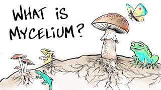 What is Mushroom Mycelium [upl. by Genaro22]