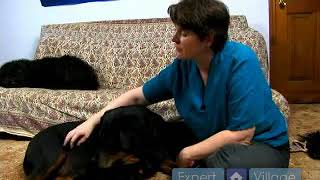 How to Detect Hearing Loss in a Dog [upl. by Assile]