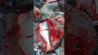 Fangas fish live in Cox Bazar fish market shorts fishcutting [upl. by Kcirddot]