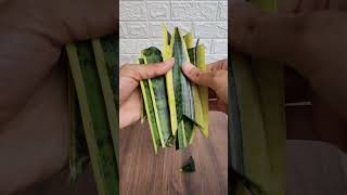 Snake Plant Leaf Propagation snake shorts [upl. by Adelpho]