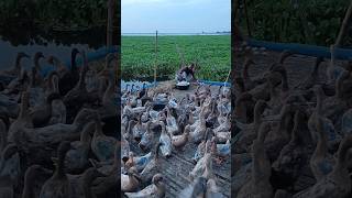 Temporary duck farm house amp duck eggs duck farm shortvideo house [upl. by Dulcy]