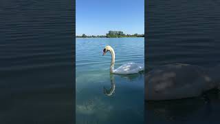 Schwan am Badestrand Schlicht bei Waldsee Neuhofen Ludwigshafen Pfalz [upl. by Yvehc]