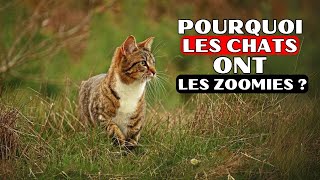 La VRAIE raison pour laquelle votre chat a des zoomies et ce que cela a à voir AVEC VOUS [upl. by Airbmac]