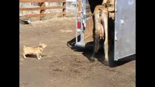 Pembroke Welsh Corgi Herding Cows [upl. by Acemaj]