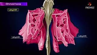 Ethmoid bone anatomy  Head and neck Animated osteology  MBBS  FMGE and NEET PG [upl. by Also549]