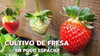 Cómo cultivar FRESA en casaesto es todo lo que me ha funcionado 🍓🌱 [upl. by Adley499]