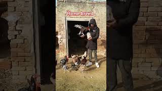 Home breed aseel murghy \ allpetloversaseel chicken aseelmurga birds pigeon aseelbeauty [upl. by Cyprus]