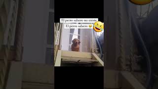 Perro salsero 🤣 [upl. by Elrod862]