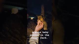 This cute baby possum is visiting us every night [upl. by Katalin]