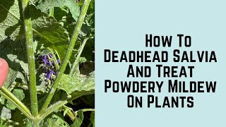 How To Deadhead Salvia And Treat Powdery Mildew On Plants [upl. by Kcirdlek]