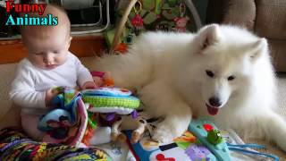 Samoyed Dog and Baby and wonderful moments  Dog Loves Baby Compilation [upl. by Mcnamee754]