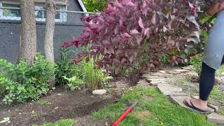 I’m deadheading salvia and penstemon  transplanting shrubs  Zone 5b [upl. by Adlemy141]