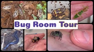 Not Quite a Bugroom Tour Part II bugroom petspiders petbugs [upl. by Babbie]