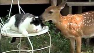 Deer Gives Kitty Licks of Love PetTube [upl. by Aneral]