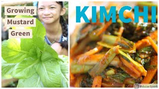 How to Grow Mustard Green  Mustasa recipes  How to make kimchi  Kimchi simpol recipes  Le Marii [upl. by Channa]