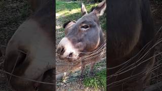 Burriccu sardu donkey burro animals животные animales animais pets farming granja sardegna [upl. by Mayberry]