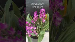 A beautiful Dendrobium kingianum dendrobium orchid orchidsbyhausermann [upl. by Maryann]